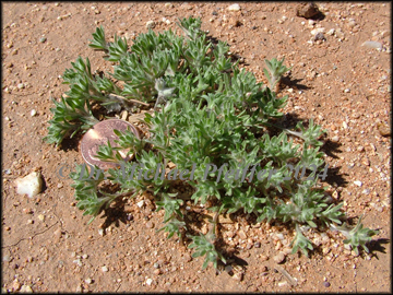 Plants