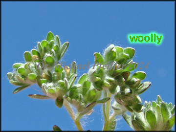 Foliage