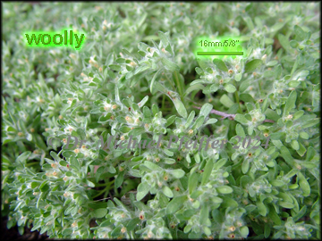 Foliage