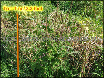 Mature Plant
