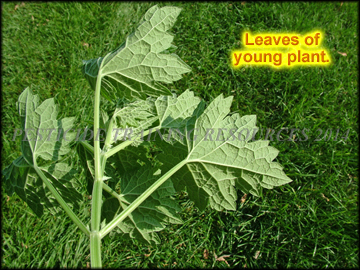Leaves, Young Plant
