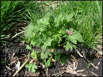 breaking dormancy