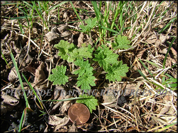 Seedling