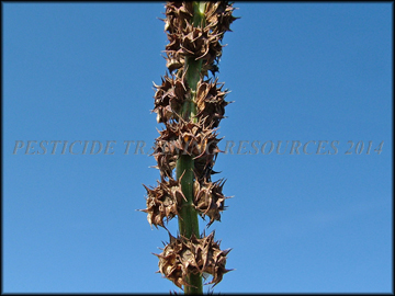 Dry Fruit