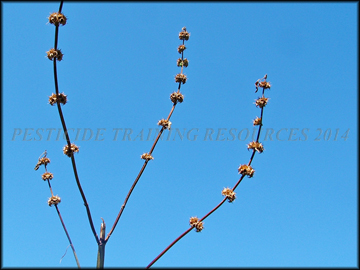 Dry Fruit on Stems