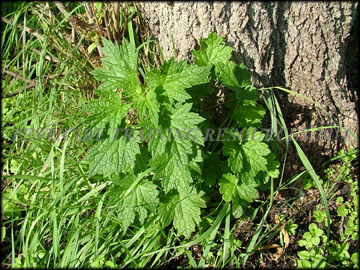 Young Plant