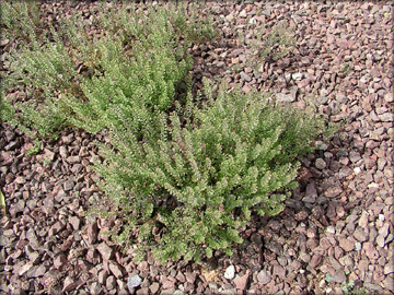 Plants