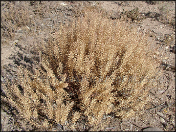Dried Plants