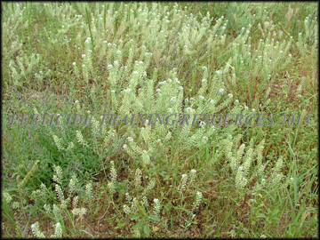 Mature Plants