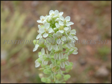 Flowers and Seed