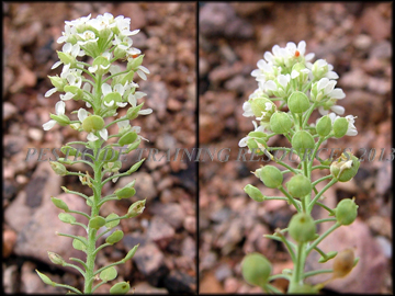Seed