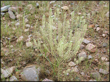 Mature Plant