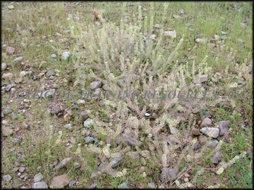 Dry Plants