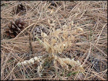 Dead Foliage