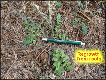 Regrowth