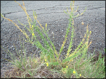 Plant