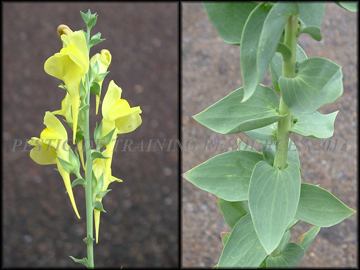 Foliage and Flowers