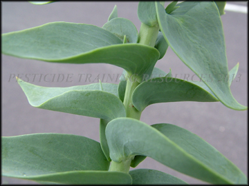 Foliage