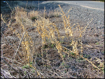 Dead Foliage