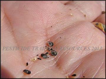 Seed