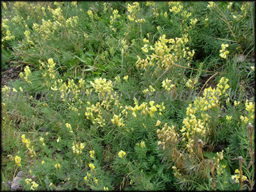 Plants Flowering