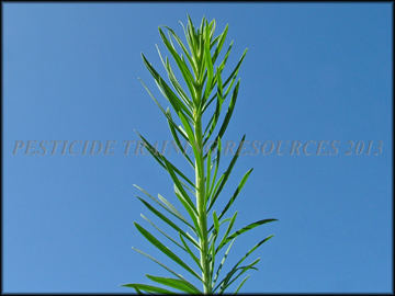 Foliage