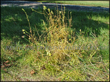 Senescent Plant