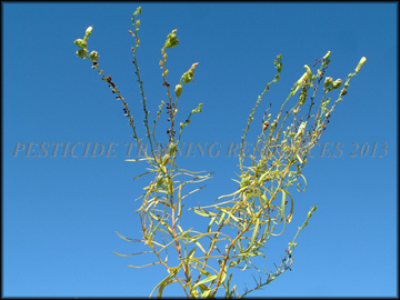 Senescent Plant