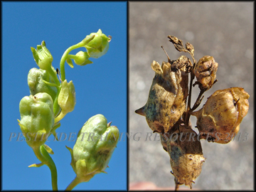 Seed Pods