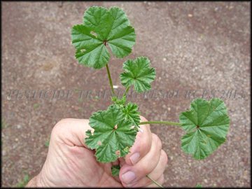Leaves