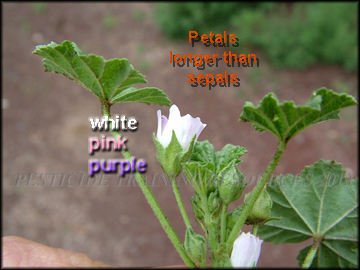 Flower and Foliage