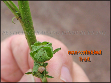 Fruit