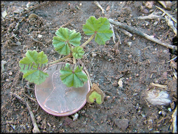 Seedling