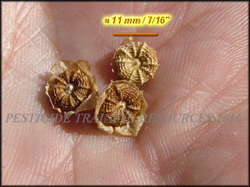 Seed