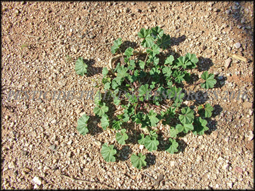 Small Plant