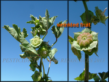Fruit