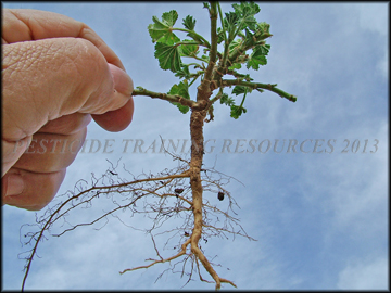 Root