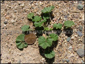 Small Plant