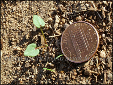 Seedling