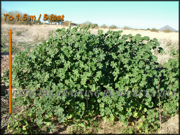 Large Plant