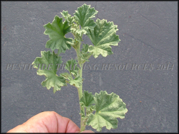 Foliage