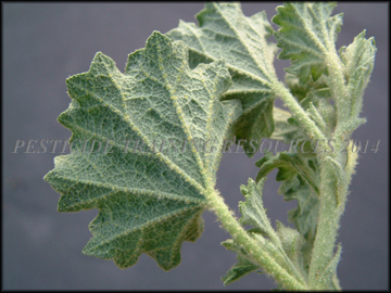 Back of Foliage