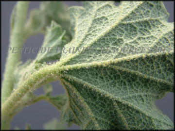 Back of Foliage