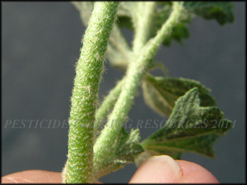 Stem
