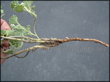 Stem