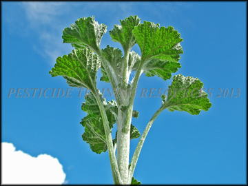 Foliage