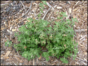 Small Plant