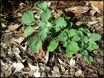 Small Plant