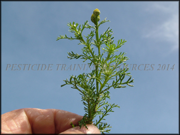 Foliage