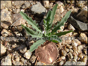 Small Plant